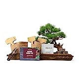 Kit Vintage Bonsai - 4x Especies de Bonsai (Semillas Orgánicas) - Idea Única de Regalo - Todo Lo Que Necesitas Para Cultivar Tus Bonsais en Casa de Manera Fácil y Cómoda - Guia Completa de Plantación