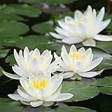Kit de plantación de nenúfares - White Nymphaea albida