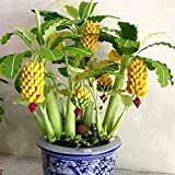 Ncient 10/20/30/50/100 Semillas de Arbol de Plátano Bananas Enano Semillas Frutas Flores Plantas Bonsai para Jardín Balcon Interior y Exteriores